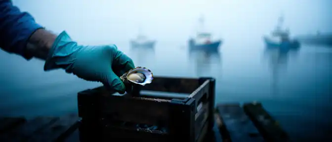 Устричный прорыв: Россия установила новый исторический рекорд в добыче морепродуктов